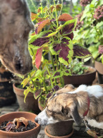 /album/10-11-2025/afbeelding-van-whatsapp-op-2025-09-27-om-18-54-22-43f4d69e-jpg/